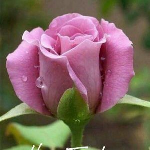 Meet your Posher, Lynne